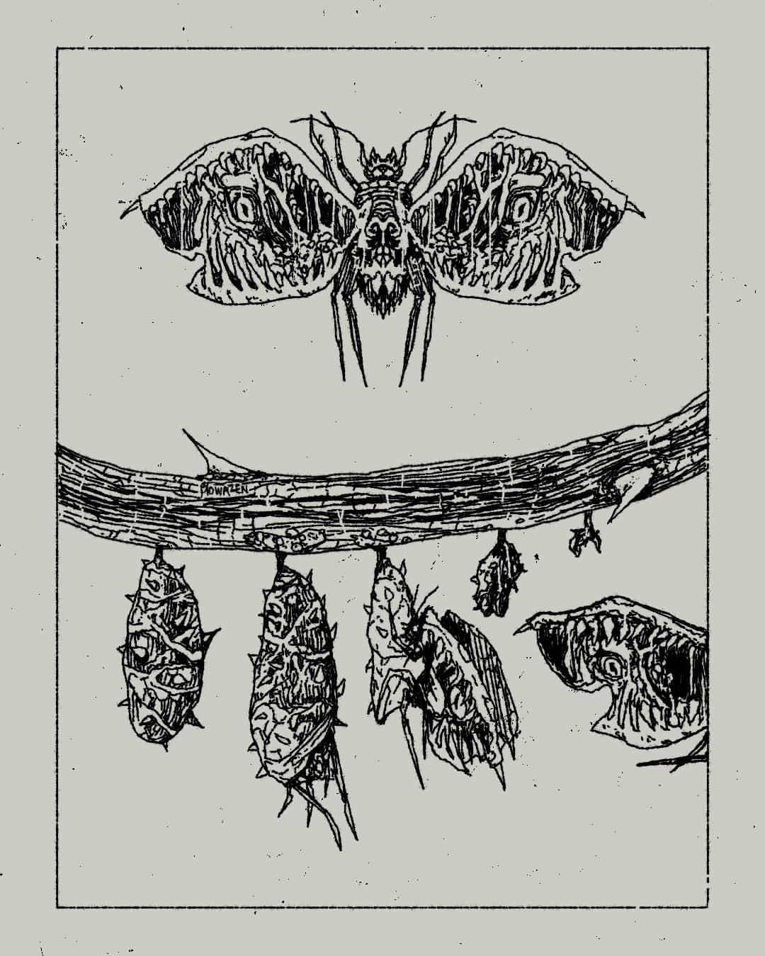 Ink illustration of a fantastical winged insect above a thorny branch with multiple stages of a chrysalis hanging below.