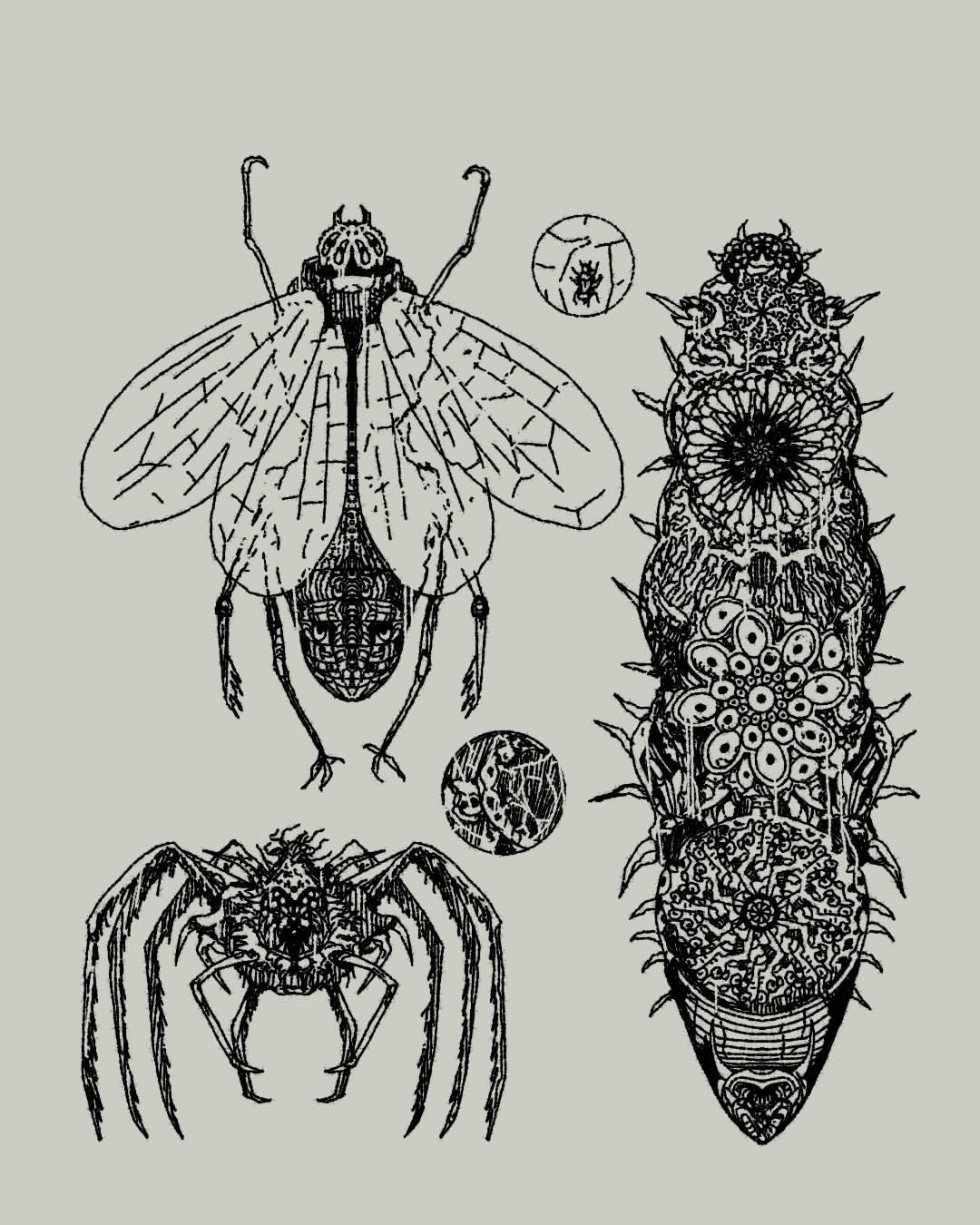 Ink illustration of three fantastical insects. One with two sets of wings, one arachnid, and one like an ornate caterpillar.